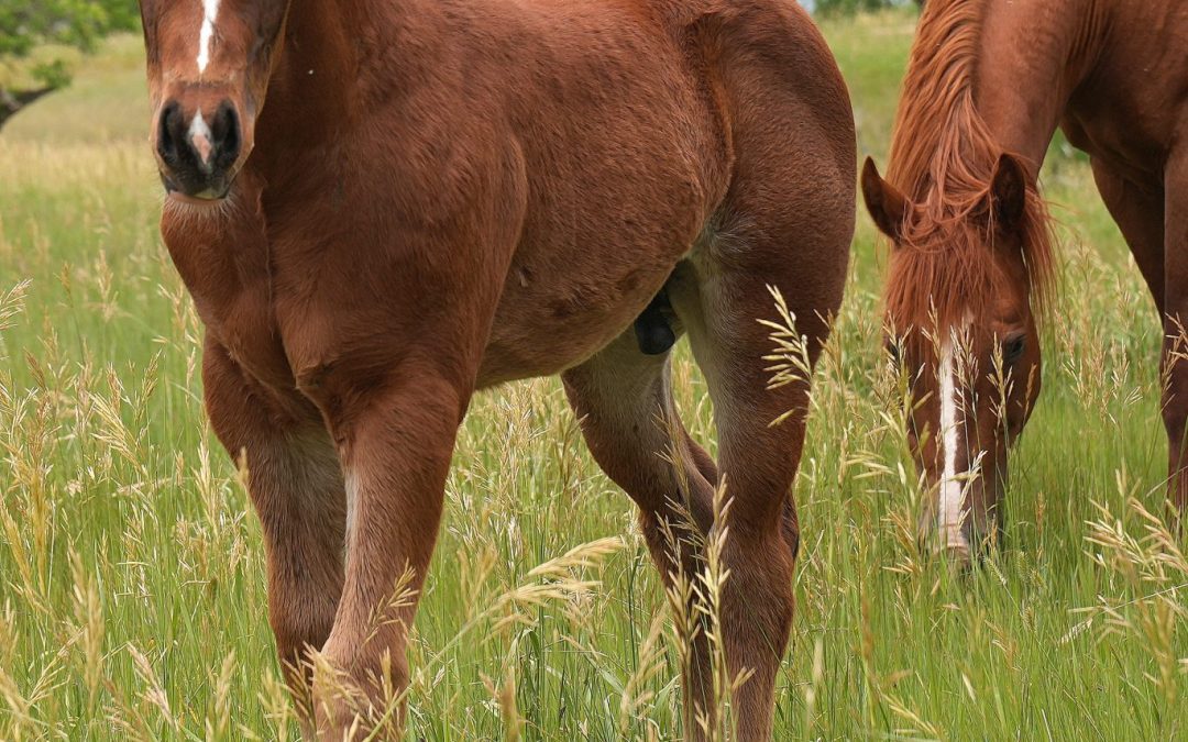 Lot 4 – LN Smart Little Oak