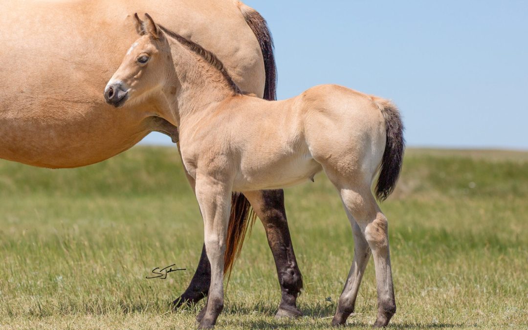 Lot 6 – Shes A Buckin Shiner